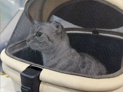 -伟伟宠物医院·CT影像中心·瑞派犬猫综合性门诊(汉口总院)