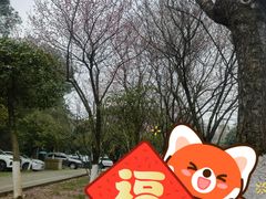 -铁山坪森林公园