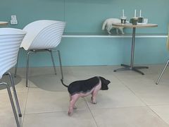 -怪兽屋·羊驼·猫咖·狗咖(俊华广场店)
