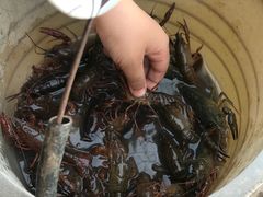 -同銮特种养殖场·龙虾垂钓