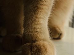 -平行世界·猫咖(首经贸店)