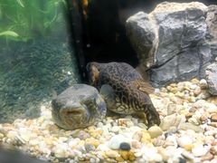 -上海海洋水族馆