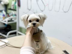 -鑫艺宠物美容培训学校