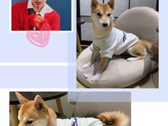-逗柴咖啡屋·狗咖猫咖宠物桌游