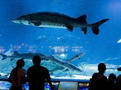 -芜湖新华联大白鲸海洋公园