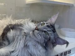 -小猫来了·猫舍(红山六九七九店)