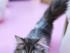 -爪爪喵星球·猫舍(前海卓越店)