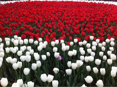 iphone_upload_pic-上海鲜花港