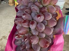 -马陆小张葡萄园农家乐