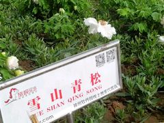 android_upload_pic-神州牡丹园