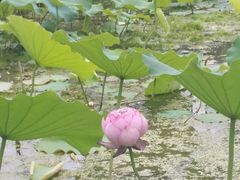 -洪湖家庭农场·团建·露营·会议