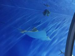 -北戴河圣蓝海洋公园