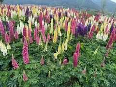 -径山花海