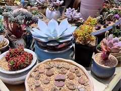 -双季花艺园艺市场(浦东店)