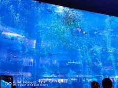 -成都浩海立方海洋公园