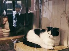 -猫咪博物馆(顶澳仔猫街店)