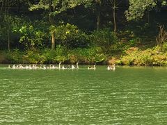 -广州白江湖森林公园