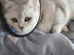 -喜多萌中农锦绣动物医院24H·猫科·牙科MRI·CT