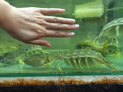 -ZF Seafood Restaurant 卓峰海鲜餐