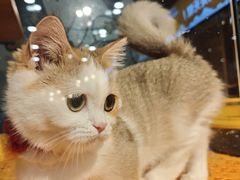 -欣宠猫屋·矮脚拿破仑·蓝金金渐层