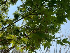 -后襄河公园