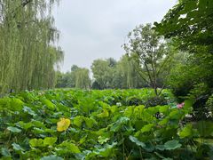 -莲湖公园