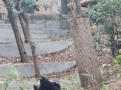 -成都大熊猫繁育研究基地