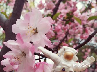 坐在校园的樱花树下喝杯咖啡