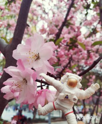 坐在校园的樱花树下喝杯咖啡