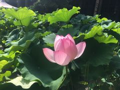 -宝光寺