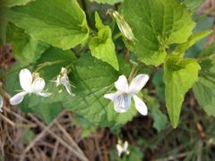 -帽儿山国家森林公园