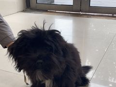 -艾贝尔宠物医院·24H转诊中心·肿瘤猫专科(江宁双龙店)