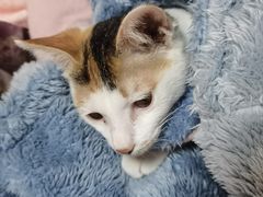 -艾贝尔宠物医院 ·中兽医·宠保定点(北门桥店)