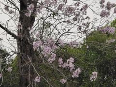 -状元虎.摇滚炒鸡.家常菜(义勇街店)