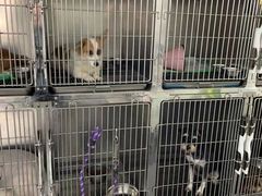 -喵汪萌宠屋旗舰店.洗澡美容.猫狗基地