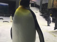 -悉尼海洋生物水族馆