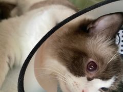 -派特宠物医院(圆融广场店)