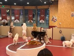-和它·交个朋友·狗咖猫咖(爱琴海店)