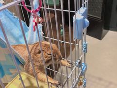-猫色咖啡·猫咖