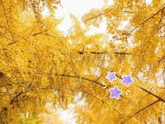 -三里屯东五街银杏大道