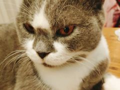 -猫小院猫主题咖啡厅(北锣店)