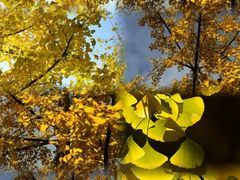 -徐家汇源景区-衡山公园