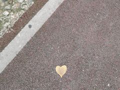 -合肥滨湖国家森林公园