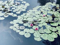 -四川大学(华西校区)