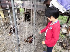 -鹅湖玫瑰文化园
