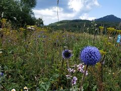 -白草畔自然风景区