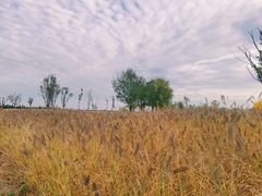 -汉长安城未央宫国家考古遗址公园