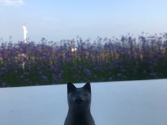 -猫的天空之城概念书店(北戴河蔚蓝海岸店)
