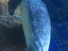 -大连圣亚海洋世界