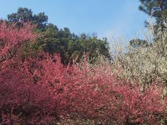 -杭州植物园